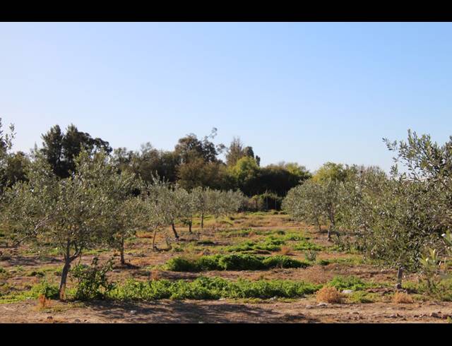 15HA FARM FOR SALE IN PRINCE ALBERT RURAL
